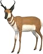Carry - Lite&reg; Antelope Decoys