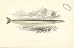 Fish C1880 H/C Short Snouted Launce