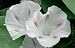 Shiva Morning Glory 15 Seeds
