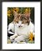 4-Months, Portrait of Tabby-Tortoiseshell-And-White Female Lying on Garden Table with Coneflowers Animals Framed Art Poster Print by Jane Burton, 18x22