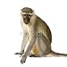 Wallmonkeys Peel and Stick Wall Decals - Vervet Monkey - Chlorocebus Pygerythrus - 24"H x 24"W Removable Graphic