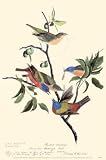 Painted Bunting by John James Audubon. Art Print Poster 11 inches width by 17 inches height. Highest Quality Art Poster Print