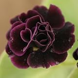 [ オーリキュラ ] ダブルーレ