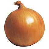 国華園　玉ねぎ苗　F1ネオアース　100本