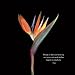 Flowers: A Universe Revealed 2015 Wall Calendar