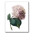Hortensia - Gift Enclosure Cards (set of 12)