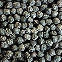 Organic Black Kabouli Bush Garbanzo Bean - 70 Seeds - FREE SHIPPING ON ADDITIONAL HIRTS SEEDS ORDERED & PAID WITH ONE PAYMENT!