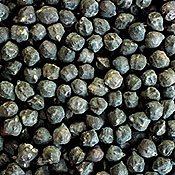 Organic Black Kabouli Bush Garbanzo Bean 70 Seeds