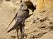 Wallmonkeys Peel and Stick Wall Decals - Uferschwalbe, Sand Martin, Riparia Riparia - Removable Graphic