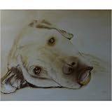 25 Pack Yellow Labrador Retriever Note Cards by Dick Larsen