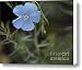 Blue Flax Flower Canvas Print / Canvas Art - Artist Marjorie Imbeau
