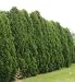 'Nigra Dark Green' Arborvitae Shrub - Thuja - Evergreen