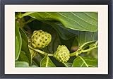 Framed Prints of ROG-12114 Noni / Indian mulberry - medicinal for many purposes from Ardea Wildlife Pets