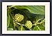 Framed Prints of ROG-12114 Noni / Indian mulberry - medicinal for many purposes from Ardea Wildlife Pets