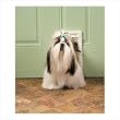 Plastic Pet Door Image of Plastic Pet Door