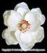 Ivory Magnolia Flower Bridal Hair Clip