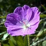 Amazon / Hirts:Perennial: Alice Hardy Geranium - Silver Green Foliage -Lilac Pink