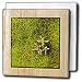 Stonecrop (Sedum album) growing on a moss-covered stone - 6 Inch Tile Napkin Holder