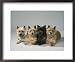 Cairn-Terrier Photography Framed Art Poster Print by Wegner, 22x18