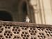 Hoopoo Bird Sitting on Balcony Architecture Photographic Poster Print, 40x30