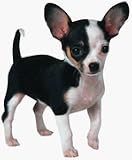 Chihuahua Puppy Extra Large Die Cut Photographic Magnet