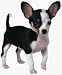   - Chihuahua Puppy Extra Large Die Cut Photographic Magnet