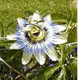 Passion Flower Tea