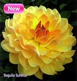 Tequila Sunrise Decorative Dahlia Tuber - NEW ! - B0011Z4BE4