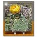 Costal Prickly Pear Cactus flower.(Opuntia littoralis).Crystal Cove State Park, California - 6x6 Desk Clock