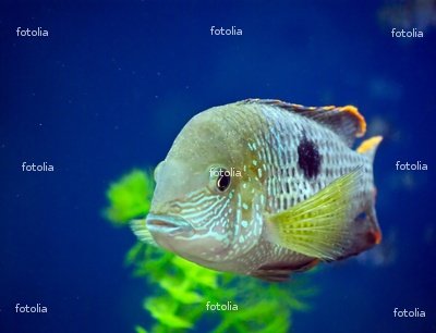 Wallmonkeys Peel and Stick Wall Graphic - Fish in the Aquarium - 36