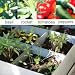 Outdoor Living : kitchen garden for her