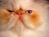 Close-up of a Flame Point Himalayan Cat Photographic Poster Print by Frank Siteman, 42x56