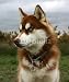 Wallmonkeys Peel and Stick Wall Decals - Chiot Husky Rouge - Removable Graphic