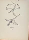 Birds In Flight C1922 Archaeopteryx Pterodactyles Print