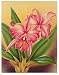 Hawaii Giclee Art Print Cattleya Pink Orchid Tropical Flowers 11 x 14 in.