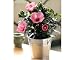 Potted Hibiscus