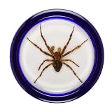 Razor Pocket Pros Yo-Yo Creeper Spider Blue