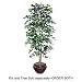 PLANT,FICUS TREE, 6FT