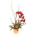 Splendor Orchid in Pot - 27.5"