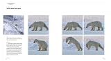 picture of Frozen Planet