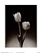 Tulips Art Poster PRINT Dick and Diane Stefanich 8x10