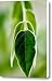 Shrub Leaves Canvas Print / Canvas Art - Artist Ray Laskowitz - Printscapes