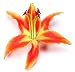 KARIN'S GARDEN Tiger Lily Pin/Clip, As Seen In 