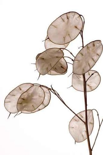 Lunaria Annua - 72