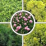 Herbs For Windowsills Collections: 5 Different Types; Basil, Marjoram, Dill, Chives, Parsley