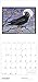 2017 Molly Hashimoto: Birds Wall Calendar