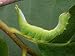 A Luna Moth Caterpillar, Actias Luna, Eating a Leaf Photographic Poster Print, 24x18