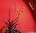 Hydroponic Red Budding Grow Light - PAR38 LED