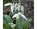Photographic Prints of Galanthus elwesii Grumpy from Ros Drinkwater