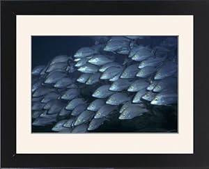 Hussars / Yellow-banded Sea perch / Snapper - are found during daylight hours Framed Prints